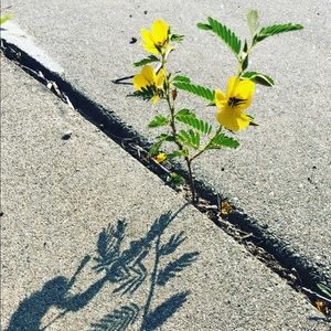 Meet your Posher, Adela